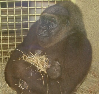 2 hour old baby Western Lowland Gorilla